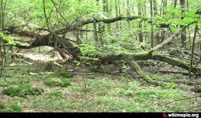 Rezerwat przyrody Buczyna Jakubowska